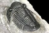Detailed Gerastos Trilobite Fossil - Morocco #141666-5